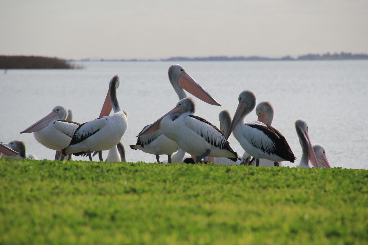 Lake Albert Motel Meningie Bagian luar foto